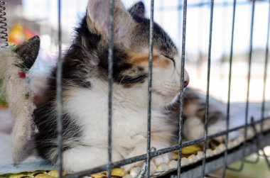 Salvador, Bahia, Brezilya - 11 Kasım 2014: Kediler, Bahia 'nın Salvador şehrinde birinin onları evlat edinmesini beklerken demir bir kafeste görülürler..