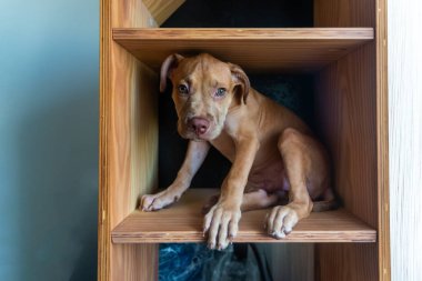 Tahta bir rafta oturan pitbull köpeği. Karamel renkli bebek evcil hayvan.