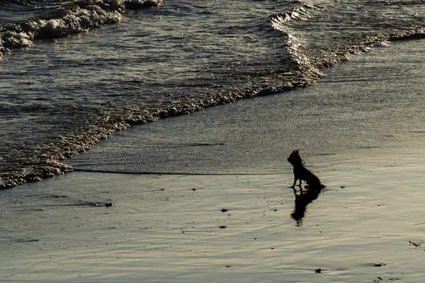 Silüet içinde küçük bir köpek sahibini sahilden izliyor. Sadık hayvan.