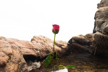 Plaj suyunda kırmızı bir gül. Romantik bir sahne. bulutlu gün.