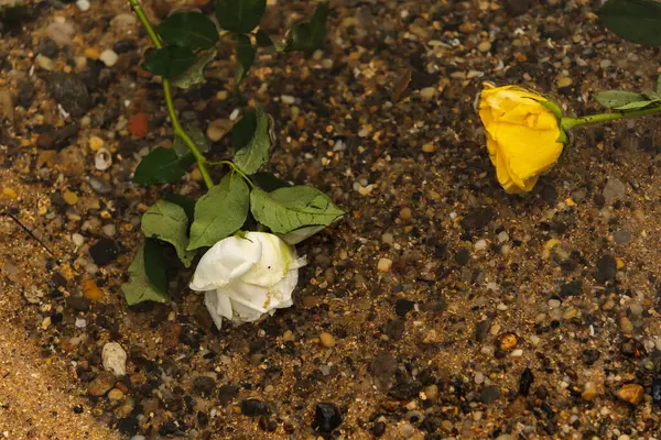 Sahildeki suda sarı ve beyaz bir çiçek. Bulutlu bir gün. romantik sahne