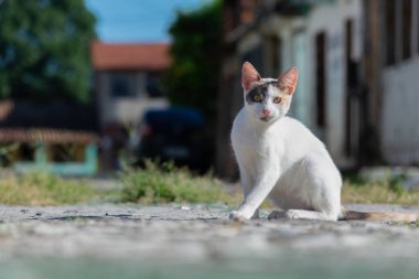 Beyaz sokak kedisi etrafı gözetliyor. Kedi fotoğrafı, hasta. Vahşi yaşam.
