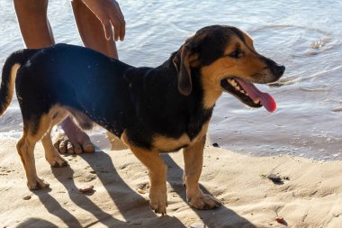 Salvador, Bahia, Brezilya - 09 Mart 2019: Köpek Bahia 'nın Salvador kentindeki Ribeira plajında terk edilmiş olarak görüldü..
