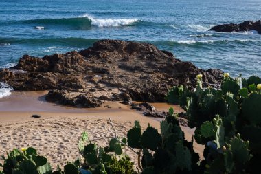 Deniz taşlarına ve mavi gökyüzüne karşı dikenli armut kaktüsü. Korunmuş doğa.