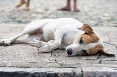 Tatlı beyaz ve kahverengi köpek yerde huzur içinde yatıyor. Sokak hayvanı.
