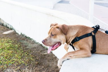 Uysal pitbull köpeği, tasmalı, kumral kıyıdan denize bakıyor. Evcil ve sakin bir hayvan.