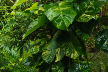 Çerçeve, yağmurdan ıslanmış bitki ve yeşil yapraklarla dolu. Korunmuş doğa.