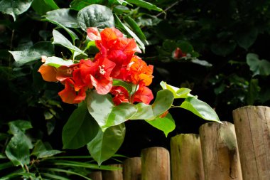 Kırmızı çiçekli yeşil yapraklar yağmur suyu damlalarıyla ıslanmış. Güzel ve korunmuş doğa. Bahia Brezilya.