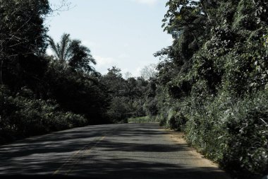 Etrafı tropik ormanlarla çevrili asfalt yol. Yolculuktaki gizem. Bahia Brezilya.