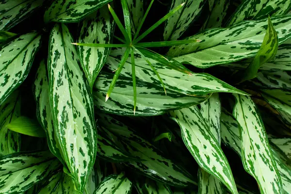Aglaonema plant with its completely green or variegated leaves. Plants and flowers. Preserved flora