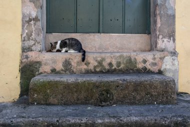 Kapının yanında yemek yiyen sevimli bir kedi yavrusu. Sokak hayvanı.