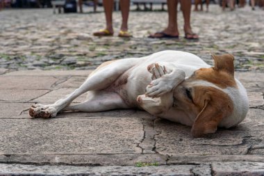 Beyaz ve kahverengi renkli şirin köpek patileri sokak zemininde uzanmış oynuyor. Sokak hayvanı.