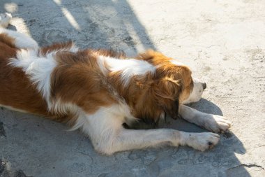 Kahverengi ve beyaz köpek, sokakta uzanıyor, uyuyor. köpek hayatı