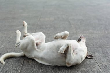 Beyaz köpek sokakta oyun oynuyor. sokak hayvanı