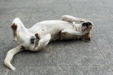 Beyaz köpek, sokak zemininde uzanmış pençeleriyle yüzünde oynuyordu. sokak hayvanı
