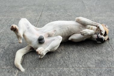 Beyaz köpek sokakta oyun oynuyor. sokak hayvanı
