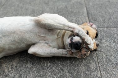 Beyaz köpek, sokak zemininde uzanmış pençeleriyle yüzünde oynuyordu. sokak hayvanı