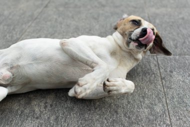 Beyaz köpek sokakta oyun oynuyor. sokak hayvanı