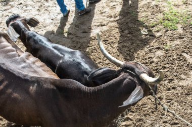 Sığır panayırındaki ağılın içindeki öküzlerin görüntüsü. Bahia, Cachoeira şehri..