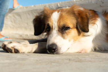 Kahverengi ve beyaz köpek, sokakta uzanıyor, uyuyor. köpek hayatı