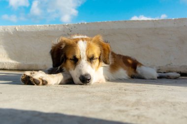 Kahverengi ve beyaz köpek, sokakta uzanıyor, uyuyor. köpek hayatı