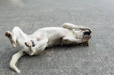 Beyaz köpek, sokak zemininde uzanmış pençeleriyle yüzünde oynuyordu. sokak hayvanı