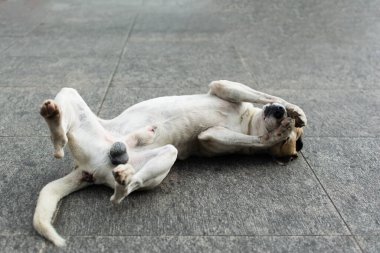 Sokak zemininde uzanmış patileriyle oynayan komik beyaz bir köpeğin portresi. sokak hayvanı