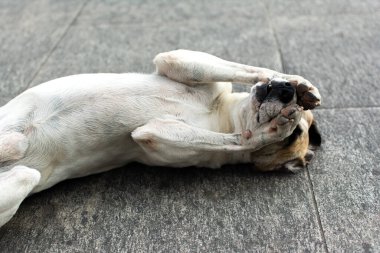 Beyaz köpek sokakta oyun oynuyor. sokak hayvanı