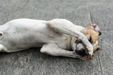 Sokak zemininde uzanmış patileriyle oynayan komik beyaz bir köpeğin portresi. sokak hayvanı