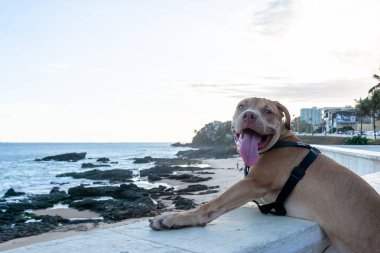 Yaka kenarlarına bakan güzel kahverengi pitbull. Evcil ve sakin bir hayvan.