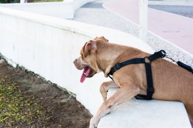 Yaka kenarlarına bakan güzel kahverengi pitbull. Evcil ve sakin bir hayvan.