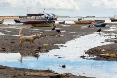 Itacare, Bahia, Brezilya - 04 Mayıs 2019: Bahia 'da Itacare şehrinin yanındaki kanalizasyonda akbabalar görüldü.