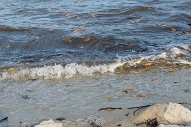 Seaside of a beach with small waves bringing brown leaves. Preserved nature. clipart