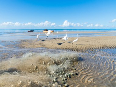 Bir kumsalın kenarında birkaç beyaz balıkçıl. Yiyecek arayan deniz kuşu..
