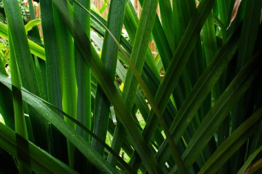 Yağmurdan dolayı ıslak yeşil yapraklar. Bitkiler, çiçekler, bahçe. Korunmuş doğa.