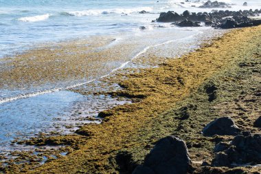Kumsalda kumsalda bir sürü yosun var. Korunmuş doğa.