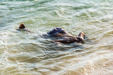 Salvador; Bahia; Brezilya - 18 Nisan 2019: Pessoa, Salvador, Bahia 'daki Rio Vermelho plajından denize dalarken görüldü..