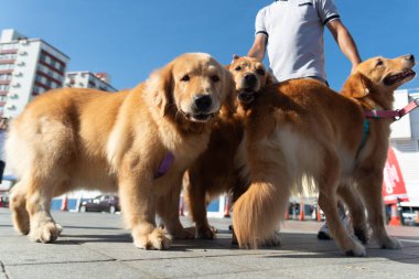 Salvador, Bahia, Brezilya - 30 Haziran 2024: Köpekler Bahia 'nın Salvador kentindeki Farol da Barra' da kostümlü geçit töreni yaparken görüldü.