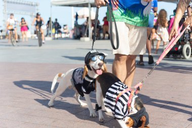 Salvador, Bahia, Brezilya - 30 Haziran 2024: Bahia 'nın Salvador kentindeki Farol da Barra' da kostümlü köpek yürüyüşü görüldü.