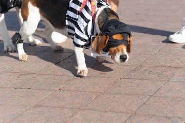 Salvador, Bahia, Brezilya - 30 Haziran 2024: Köpekler Bahia 'nın Salvador kentindeki Farol da Barra' da kostümlü geçit töreni yaparken görüldü.