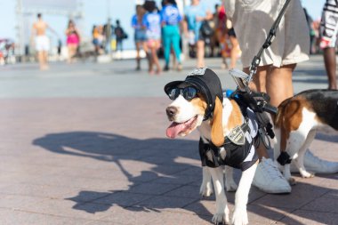 Salvador, Bahia, Brezilya - 30 Haziran 2024: Köpekler Bahia 'nın Salvador kentindeki Barra deniz fenerinde yürürken giyinip süslenmişler..