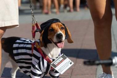 Salvador, Bahia, Brezilya - 30 Haziran 2024: Köpekler Bahia 'nın Salvador kentindeki Farol da Barra' da kostümlü geçit töreni yaparken görüldü.