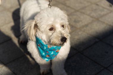 Salvador, Bahia, Brezilya - 30 Haziran 2024: Köpekler Bahia 'nın Salvador kentindeki Barra deniz fenerinde yürürken giyinip süslenmişler..