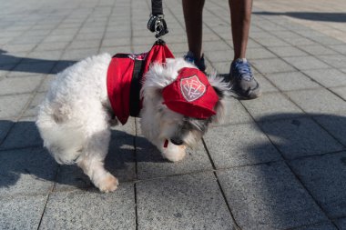 Salvador, Bahia, Brezilya - 30 Haziran 2024: Köpekler Bahia 'nın Salvador kentindeki Barra deniz fenerinde yürürken giyinip süslenmişler..