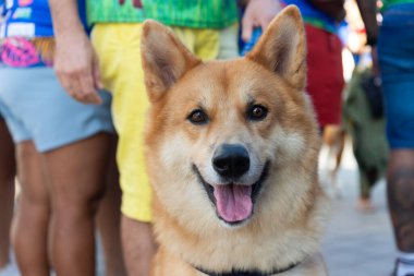 Salvador, Bahia, Brezilya - 30 Haziran 2024: Köpekler Bahia 'nın Salvador kentindeki Barra deniz fenerinde yürürken giyinip süslenmişler..