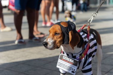 Salvador, Bahia, Brezilya - 30 Haziran 2024: Köpekler Bahia 'nın Salvador kentindeki Barra deniz fenerinde yürürken giyinip süslenmişler..