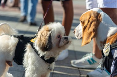 Salvador, Bahia, Brezilya - 30 Haziran 2024: Köpekler Bahia 'nın Salvador kentindeki Barra deniz fenerinde yürürken giyinip süslenmişler..
