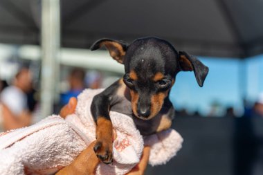 Salvador, Bahia, Brezilya - 30 Haziran 2024: Köpekler Bahia 'nın Salvador kentindeki Barra deniz fenerinde yürürken giyinip süslenmişler..