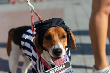 Salvador, Bahia, Brezilya - 30 Haziran 2024: Köpekler Bahia 'nın Salvador kentindeki Barra deniz fenerinde yürürken giyinip süslenmişler..