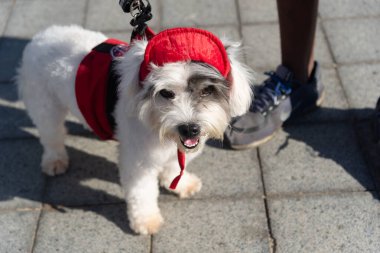 Salvador, Bahia, Brezilya - 30 Haziran 2024: Bahia 'nın Salvador kentindeki Farol da Barra' da kostümlü köpek yürüyüşü görüldü.